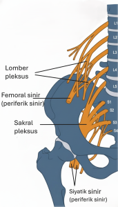 Lomber ve sakral pleksuslar çizimi; femoral ve siyatik sinirin pleksuslardan çıkışı gösteriliyor